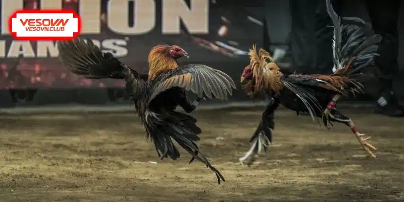 Dấu hiệu nhận biết gà tài qua ngoại hình