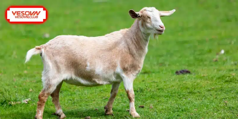 Giải mã điềm báo khi chiêm bao thấy dê con