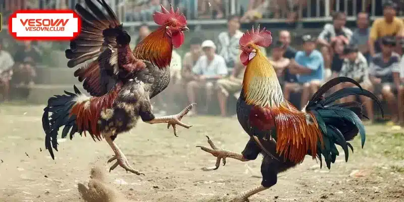 Hiểu rõ cách huấn luyện gà đá từ nhỏ