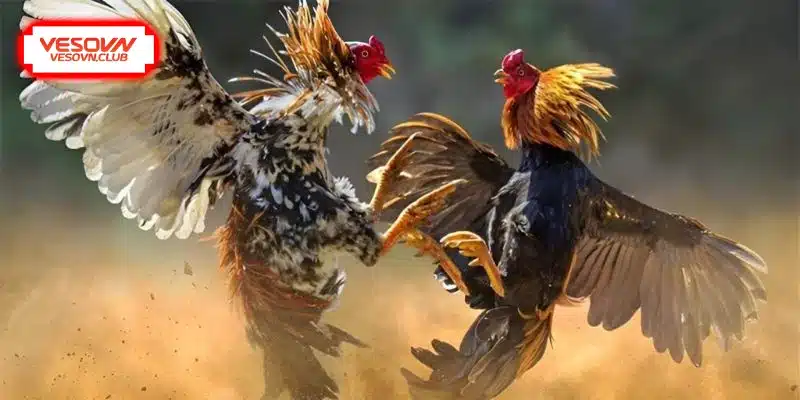 Khám phá dị tướng linh kê hiếm gặp chi tiết