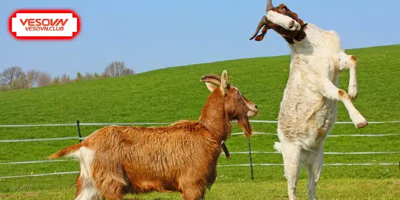 Những điều cần lưu ý khi soi cầu giấc mơ