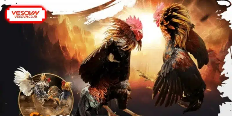 Thực đơn khoa học giúp gà tăng cơ bắp