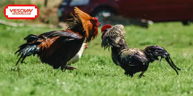 Xem vảy chân đoán tài năng gà đá